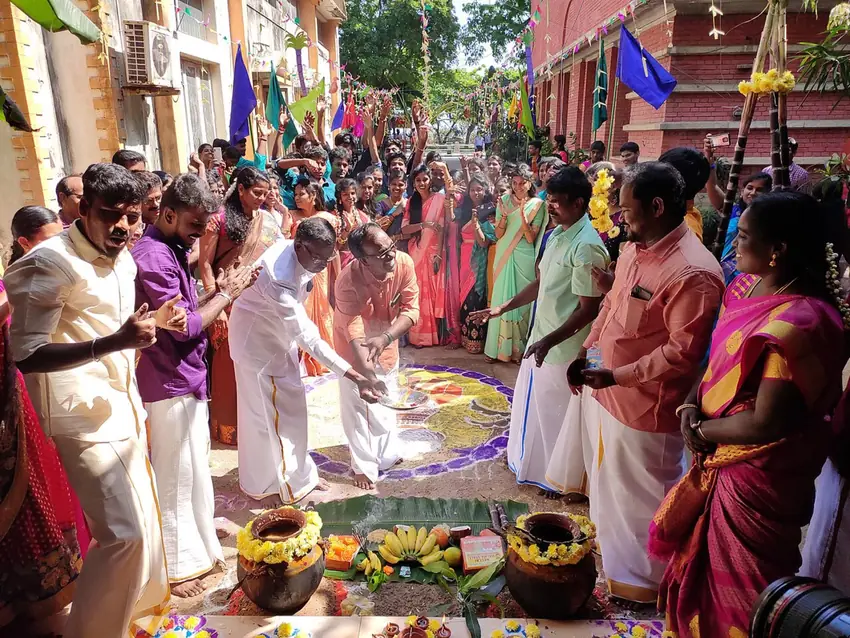 Pongal harvest festival Tamil Nadu